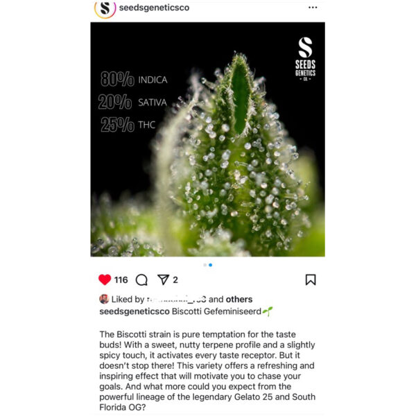 เมล็ดกัญชา Biscotti (Fem) ใหม่* - Seeds Genetics.Co - Image 4