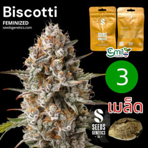 เมล็ดกัญชา Biscotti (Fem) ใหม่* - Seeds Genetics.Co