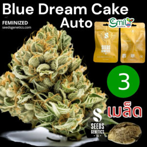 เมล็ดกัญชา Blue Dream Cake (Auto) - Seeds Genetics.Co