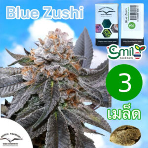 เมล็ดกัญชา Blue Zushi  - Dutch Passion