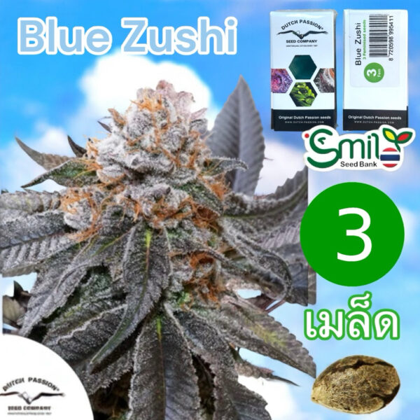 เมล็ดกัญชา Blue Zushi  - Dutch Passion
