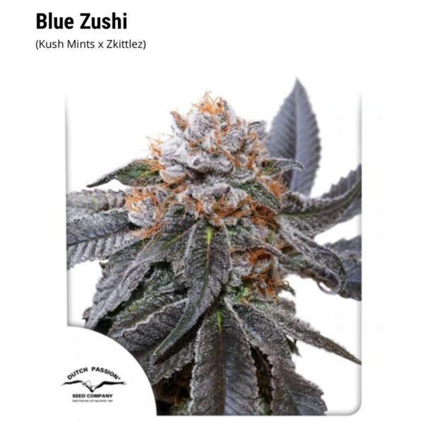 เมล็ดกัญชา Blue Zushi  - Dutch Passion - Image 3