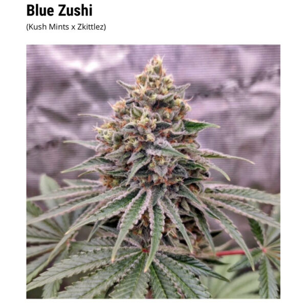 เมล็ดกัญชา Blue Zushi  - Dutch Passion - Image 9