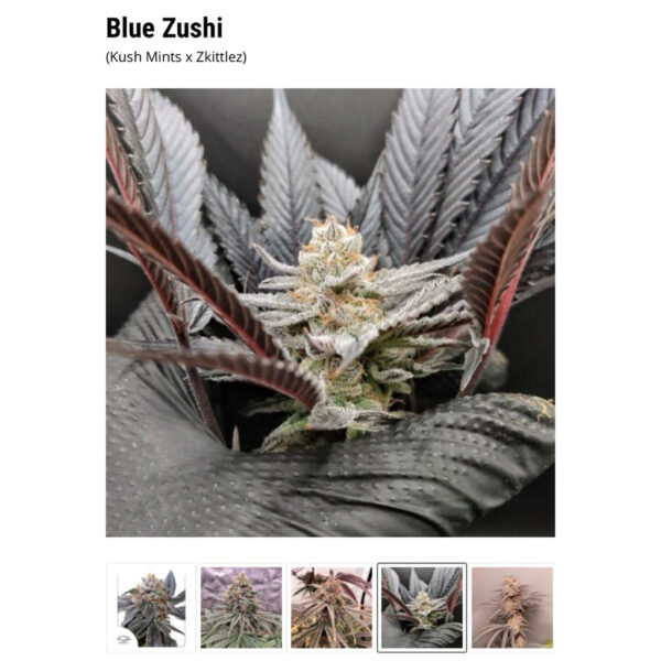 เมล็ดกัญชา Blue Zushi  - Dutch Passion - Image 7