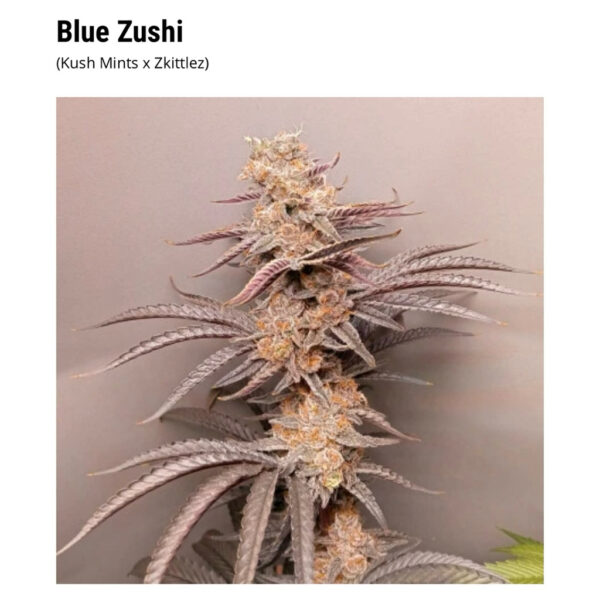 เมล็ดกัญชา Blue Zushi  - Dutch Passion - Image 6