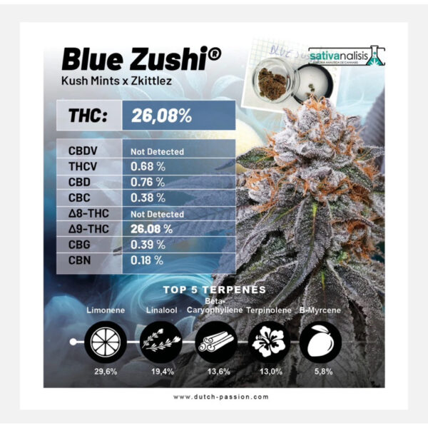 เมล็ดกัญชา Blue Zushi  - Dutch Passion - Image 5