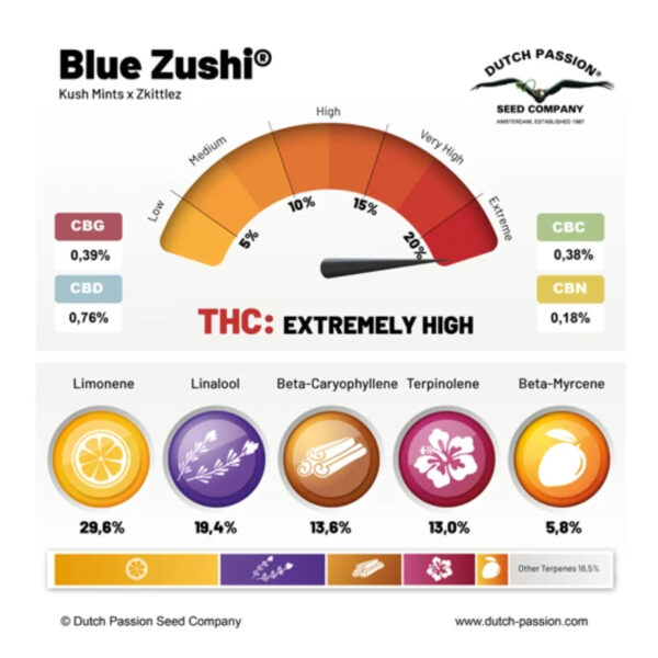 เมล็ดกัญชา Blue Zushi  - Dutch Passion - Image 4