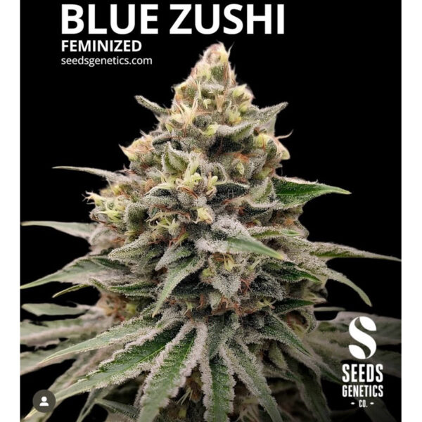 เมล็ดกัญชา Blue Zushi (Fem) ใหม่* - Seeds Genetics.Co - Image 2