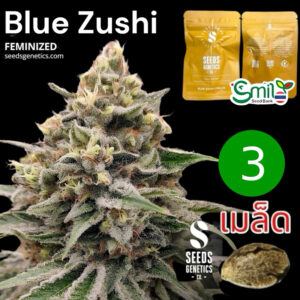 เมล็ดกัญชา Blue Zushi (Fem) ใหม่* - Seeds Genetics.Co