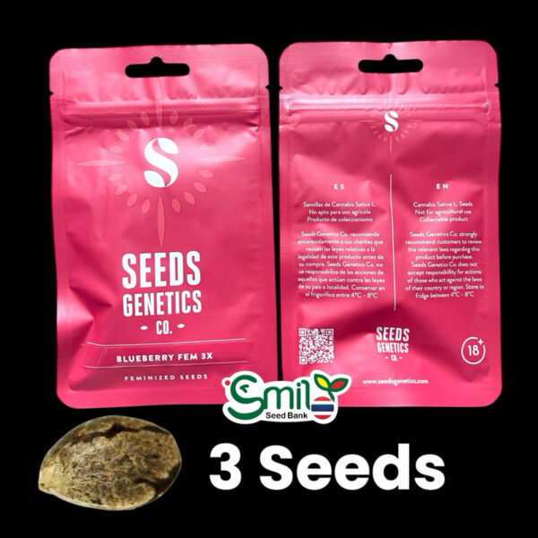 เมล็ดกัญชา Blueberry (Fem) - Seeds Genetics.Co - Image 3