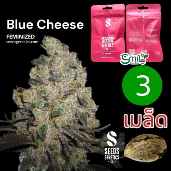 เมล็ดกัญชา Blue cheese (Fem) - Seeds Genetics.Co - Image 2
