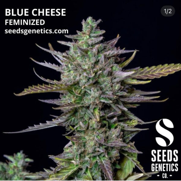 เมล็ดกัญชา Blue cheese (Fem) - Seeds Genetics.Co - Image 3