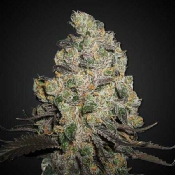 เมล็ดกัญชา Blue cheese (Fem) - Seeds Genetics.Co - Image 5