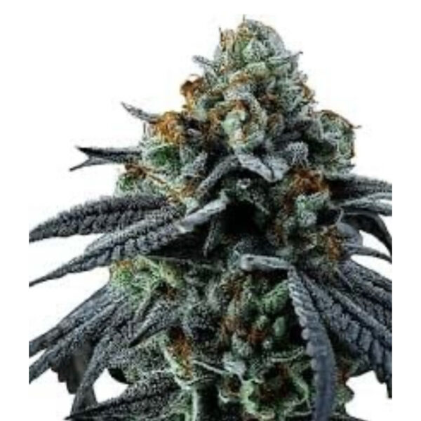 เมล็ดกัญชา Blue cheese (Fem) - Seeds Genetics.Co - Image 6