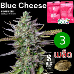 เมล็ดกัญชา Blue cheese (Fem) - Seeds Genetics.Co