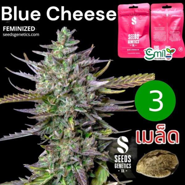 เมล็ดกัญชา Blue cheese (Fem) - Seeds Genetics.Co