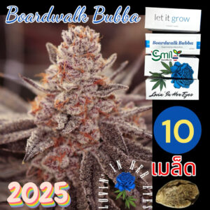 เมล็ดกัญชา Boardwalk Bubba (Fem) - Loving In Her Eyes Seeds