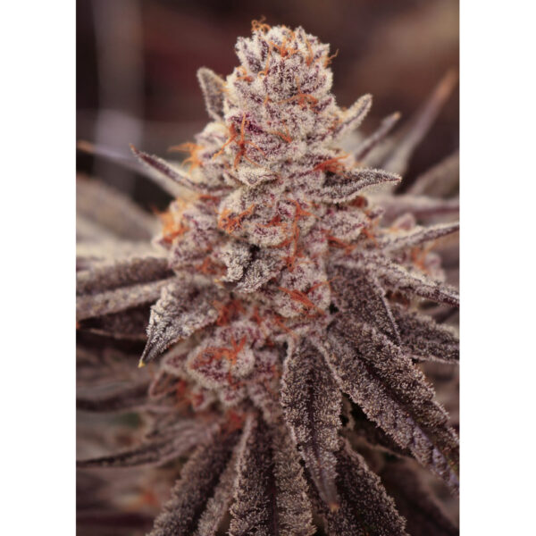 เมล็ดกัญชา Boardwalk Bubba (Fem) - Loving In Her Eyes Seeds - Image 2