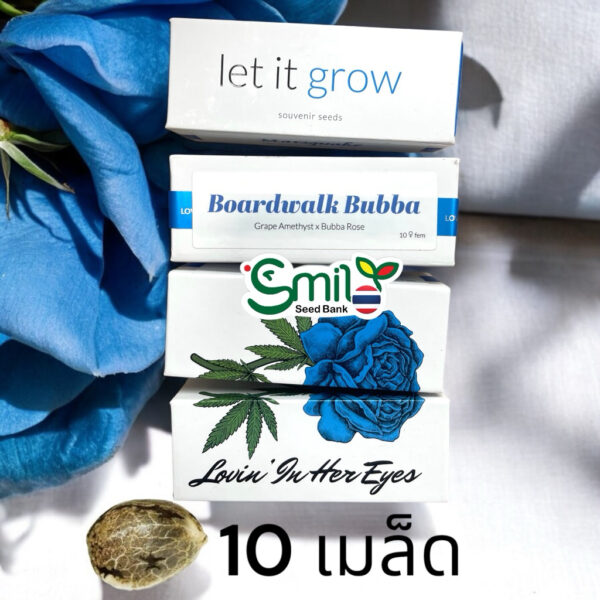 เมล็ดกัญชา Boardwalk Bubba (Fem) - Loving In Her Eyes Seeds - Image 5