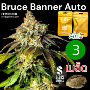 เมล็ดกัญชา Bruce Banner (Auto) - Seeds Genetics.Co