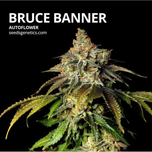 เมล็ดกัญชา Bruce Banner (Auto) - Seeds Genetics.Co - Image 2