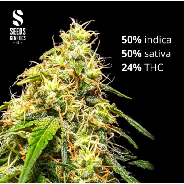 เมล็ดกัญชา Bruce Banner (Auto) - Seeds Genetics.Co - Image 6
