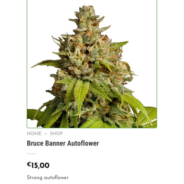 เมล็ดกัญชา Bruce Banner (Auto) - Seeds Genetics.Co - Image 5
