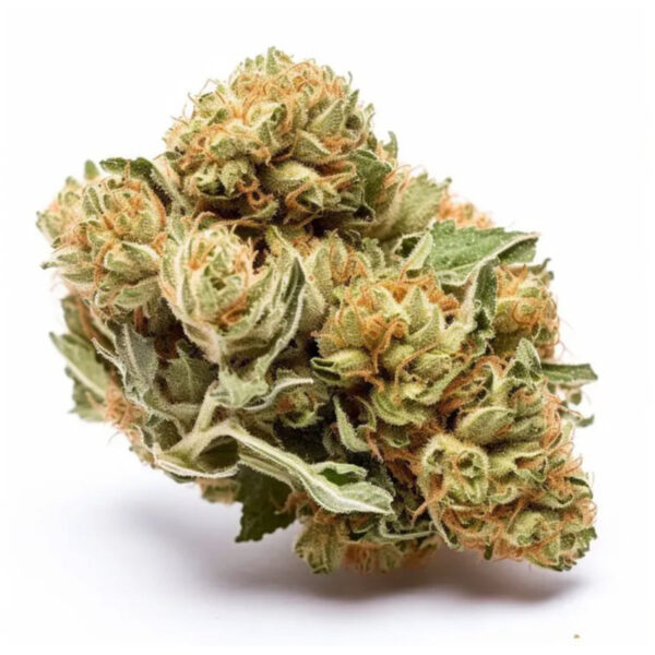 เมล็ดกัญชา Bruce Banner (Auto) - Seeds Genetics.Co - Image 4