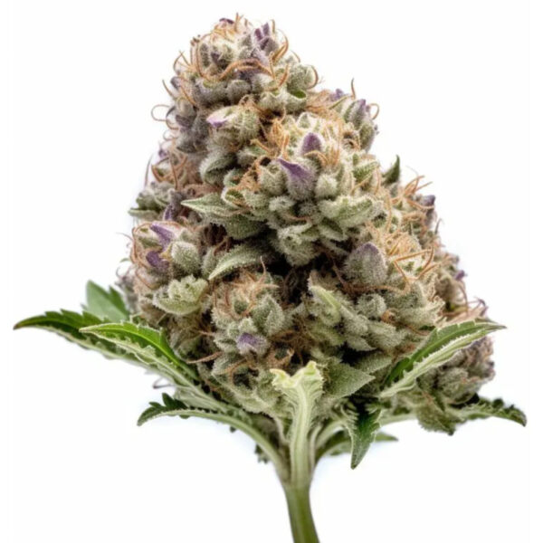 เมล็ดกัญชา Bubble Gum (Fem) - Seeds Genetics.Co - Image 2