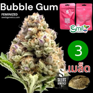 เมล็ดกัญชา Bubble Gum (Fem) - Seeds Genetics.Co