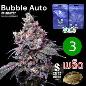 เมล็ดกัญชา Bubblegum (Auto) - Seeds Genetics.Co