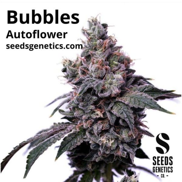 เมล็ดกัญชา Bubblegum (Auto) - Seeds Genetics.Co - Image 2