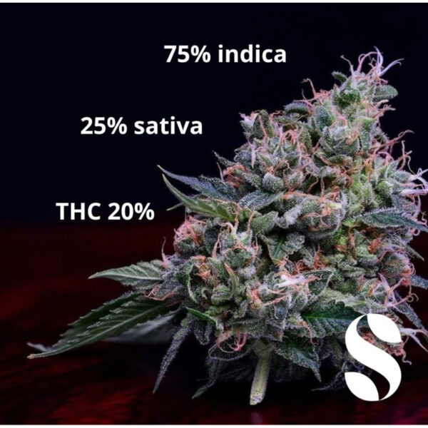 เมล็ดกัญชา Bubblegum (Auto) - Seeds Genetics.Co - Image 5
