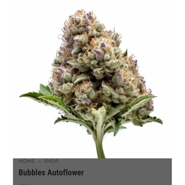 เมล็ดกัญชา Bubblegum (Auto) - Seeds Genetics.Co - Image 4