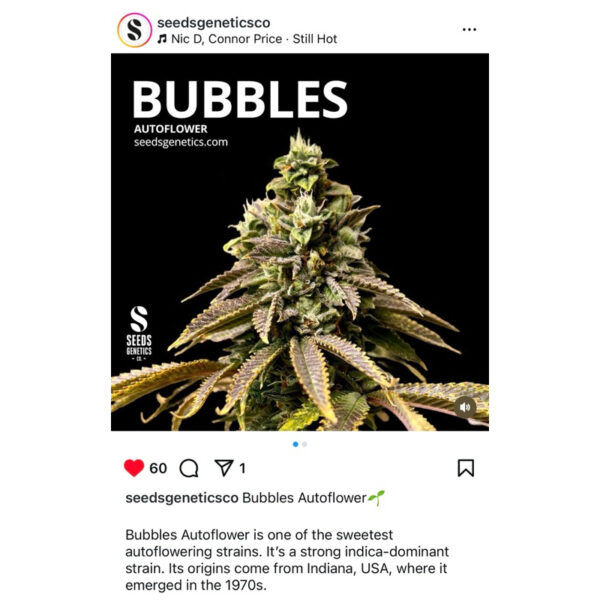 เมล็ดกัญชา Bubblegum (Auto) - Seeds Genetics.Co - Image 3
