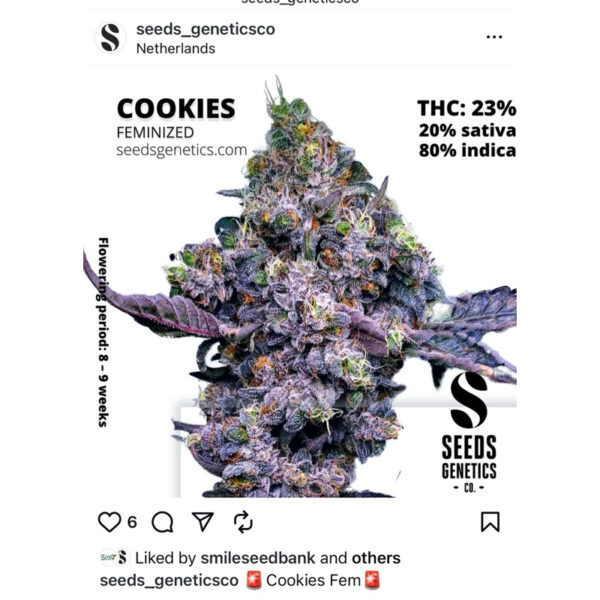 เมล็ดกัญชา Cookies (Fem) - Seeds Genetics.Co - Image 2