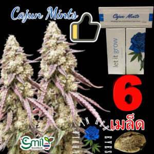 เมล็ดกัญชา Cajun Mints (Fem) - Loving In Her Eyes Seeds