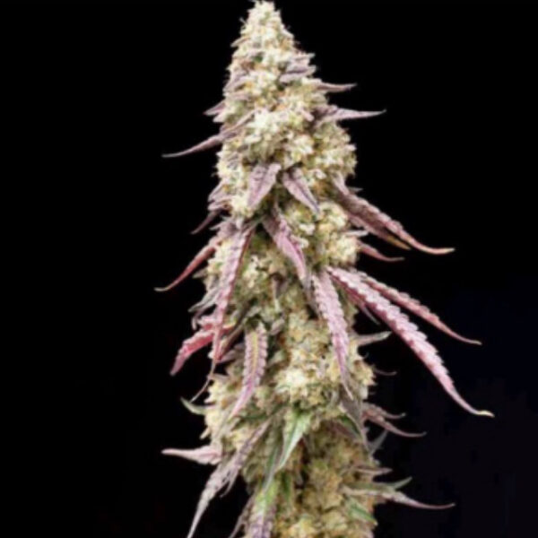 เมล็ดกัญชา Cajun Mints (Fem) - Loving In Her Eyes Seeds - Image 2