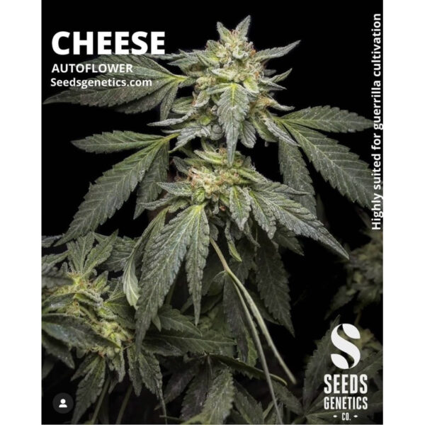 เมล็ดกัญชา Cheese (Auto) - Seeds Genetics.Co - Image 2