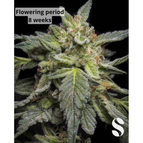 เมล็ดกัญชา Cheese (Auto) - Seeds Genetics.Co - Image 8
