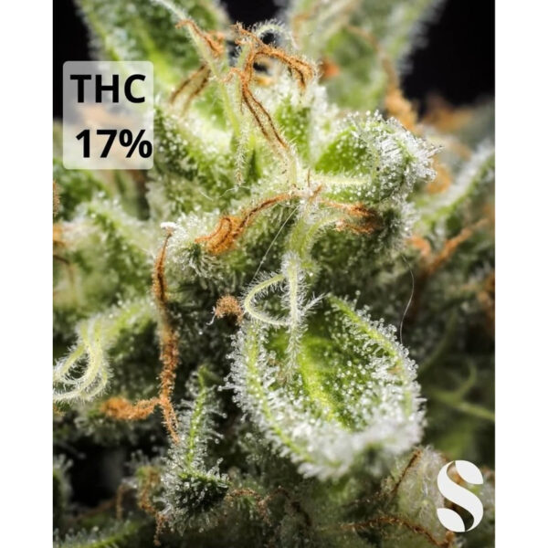 เมล็ดกัญชา Cheese (Auto) - Seeds Genetics.Co - Image 7