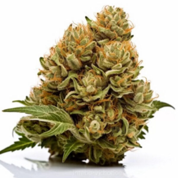 เมล็ดกัญชา Cheese (Auto) - Seeds Genetics.Co - Image 5