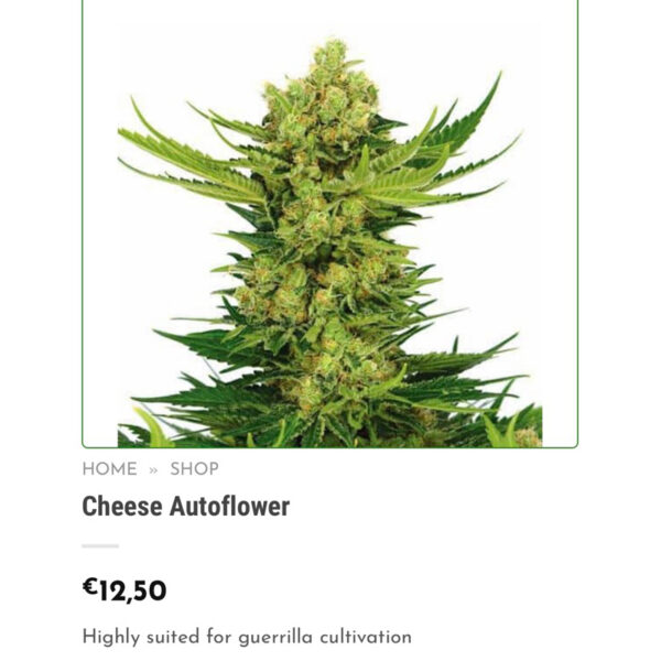 เมล็ดกัญชา Cheese (Auto) - Seeds Genetics.Co - Image 4