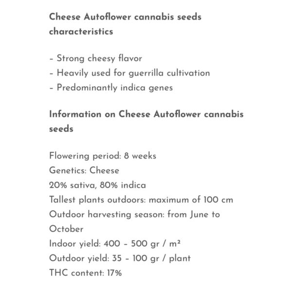 เมล็ดกัญชา Cheese (Auto) - Seeds Genetics.Co - Image 3