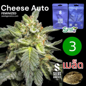 เมล็ดกัญชา Cheese (Auto) - Seeds Genetics.Co