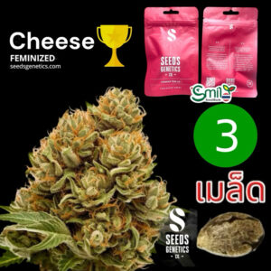 เมล็ดกัญชา Cheese (Fem)  Winner Cup -  Seeds Genetics.Co