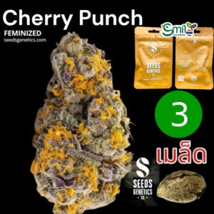 เมล็ดกัญชา Cherry Punch (Fem) - Seeds Genetics.Co  ใหม่ล่าสุด 2024*