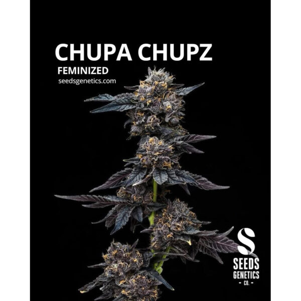 เมล็ดกัญชา Chupa Chupz (Fem) ใหม่* - Seeds Genetics.Co - Image 2