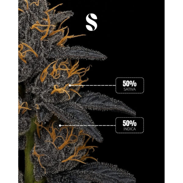 เมล็ดกัญชา Chupa Chupz (Fem) ใหม่* - Seeds Genetics.Co - Image 4