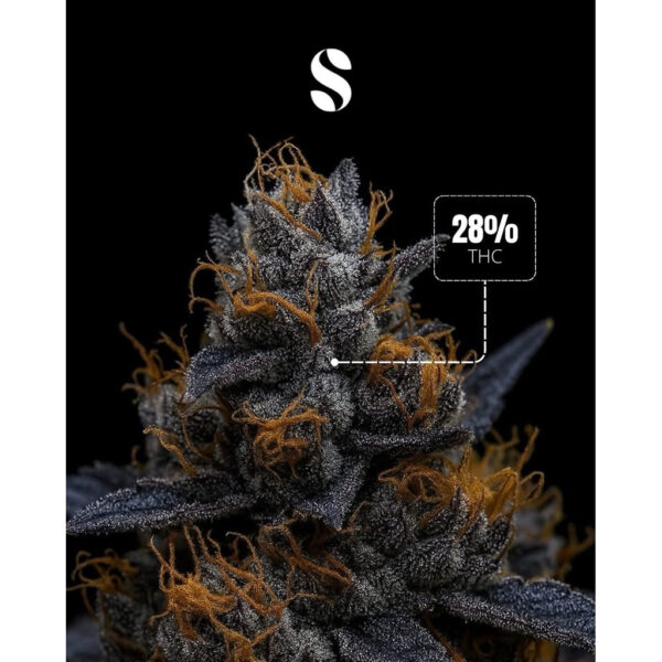 เมล็ดกัญชา Chupa Chupz (Fem) ใหม่* - Seeds Genetics.Co - Image 3